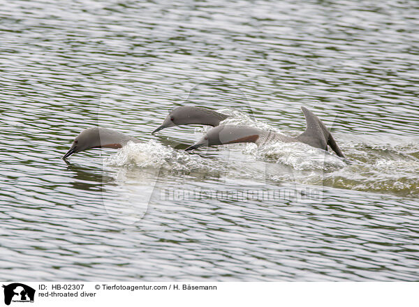 red-throated diver / HB-02307