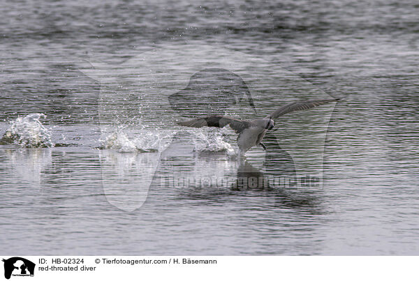 red-throated diver / HB-02324