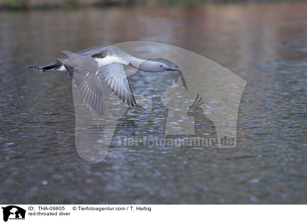 red-throated diver / THA-09805