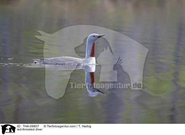 red-throated diver / THA-09807