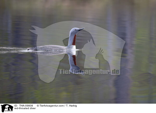 red-throated diver / THA-09808