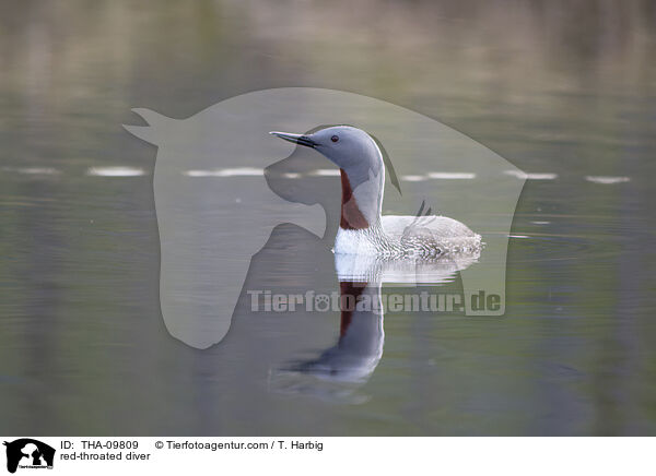 red-throated diver / THA-09809