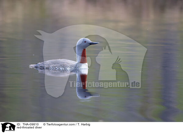 red-throated diver / THA-09810