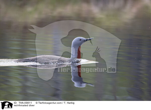 red-throated diver / THA-09811