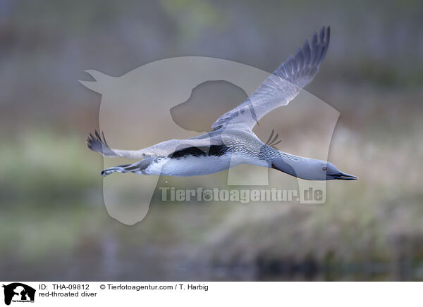 red-throated diver / THA-09812