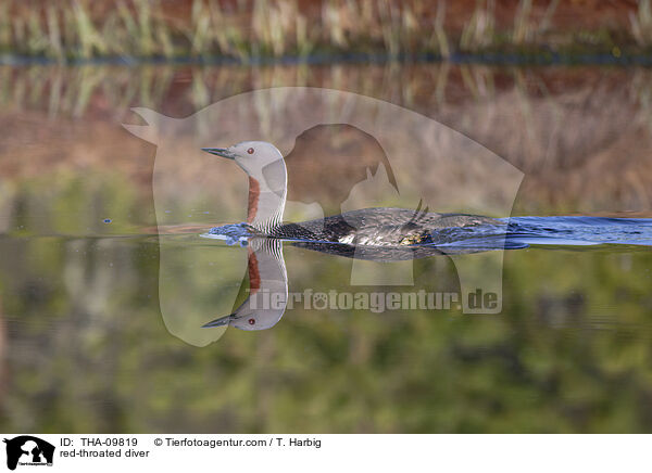 red-throated diver / THA-09819