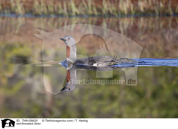 red-throated diver / THA-09820