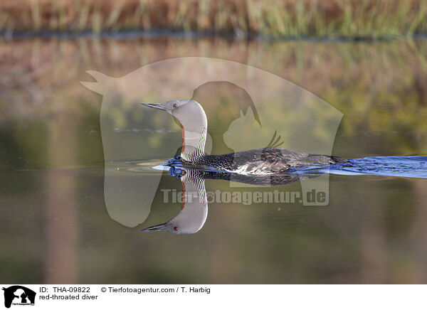red-throated diver / THA-09822