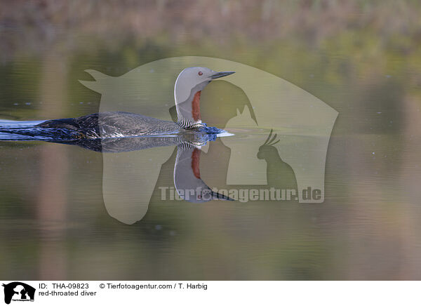 red-throated diver / THA-09823