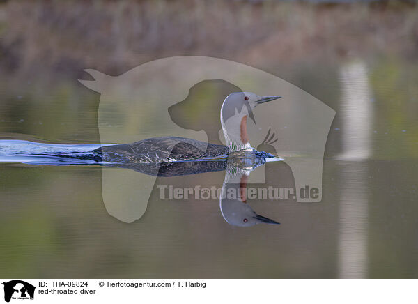 red-throated diver / THA-09824