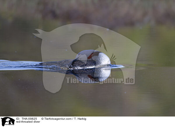 red-throated diver / THA-09825