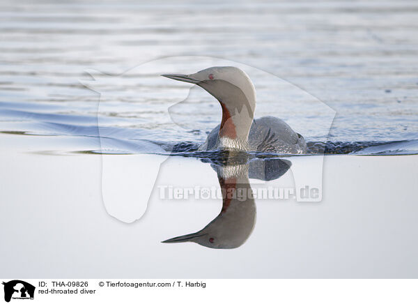red-throated diver / THA-09826