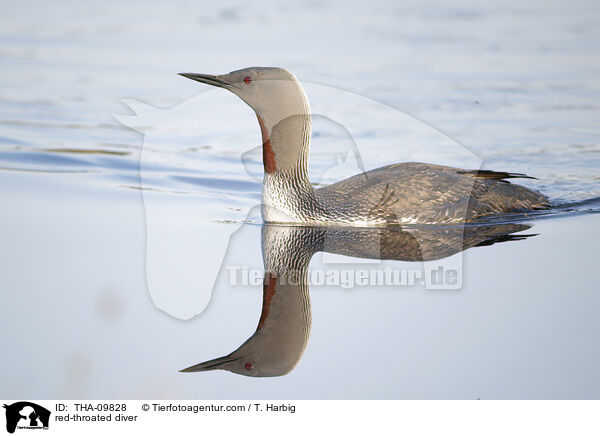 red-throated diver / THA-09828