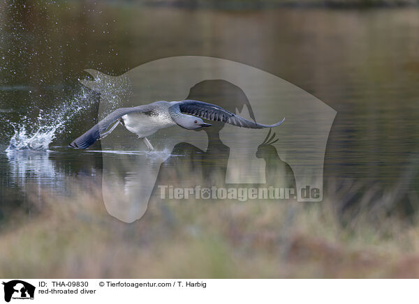 red-throated diver / THA-09830