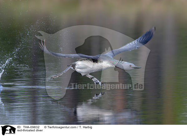 red-throated diver / THA-09832