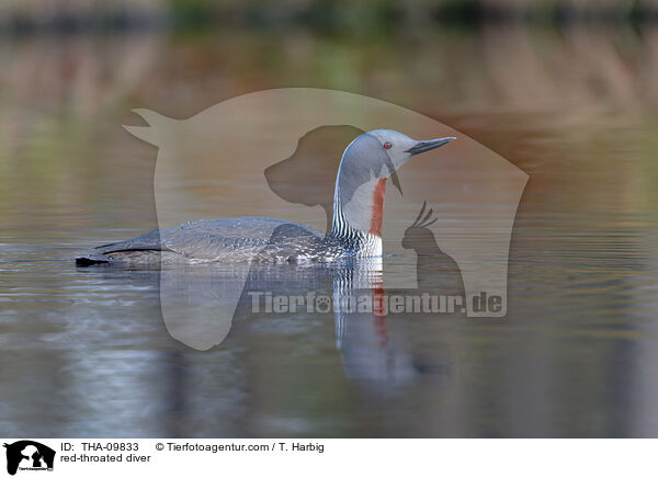 red-throated diver / THA-09833