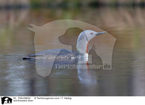 red-throated diver / THA-09834