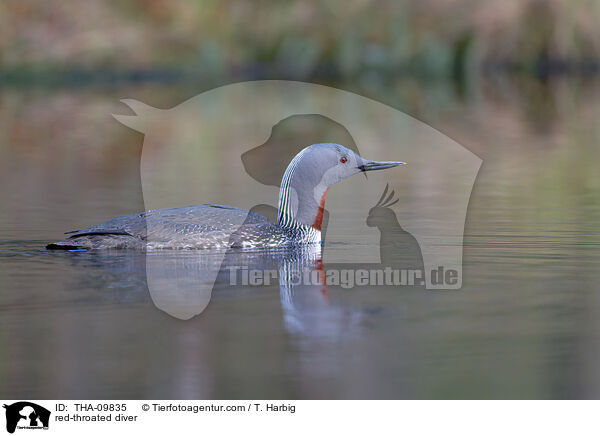 red-throated diver / THA-09835