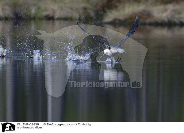 red-throated diver / THA-09836