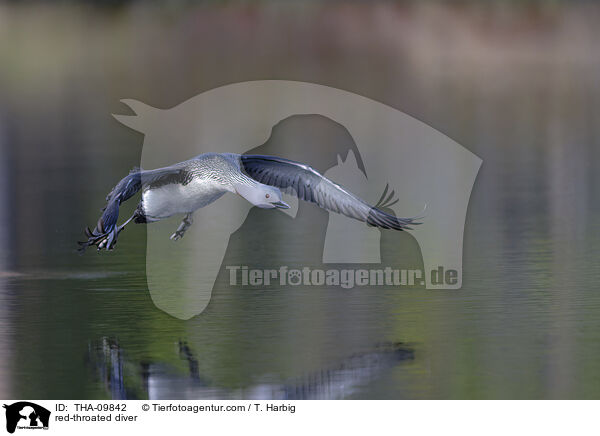 red-throated diver / THA-09842
