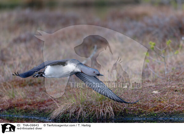 red-throated diver / THA-09843