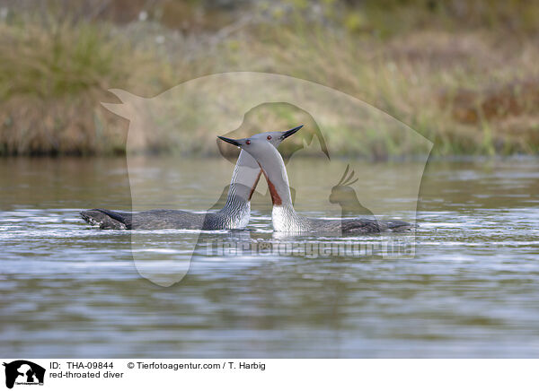 red-throated diver / THA-09844