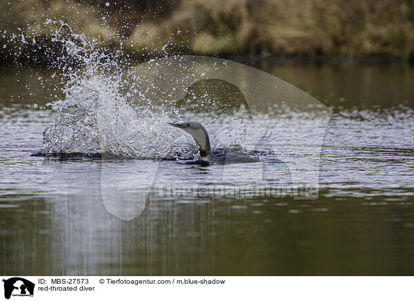 red-throated diver / MBS-27573