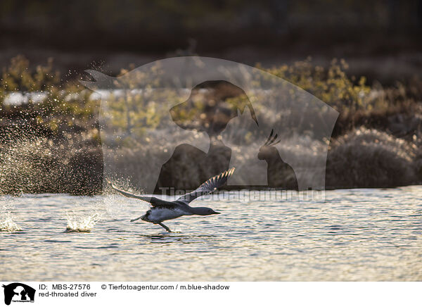 red-throated diver / MBS-27576