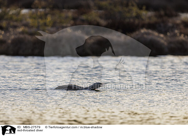 red-throated diver / MBS-27579