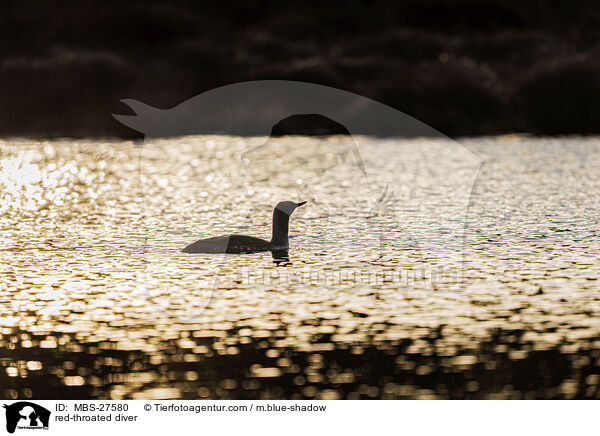 red-throated diver / MBS-27580