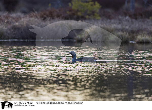 red-throated diver / MBS-27582