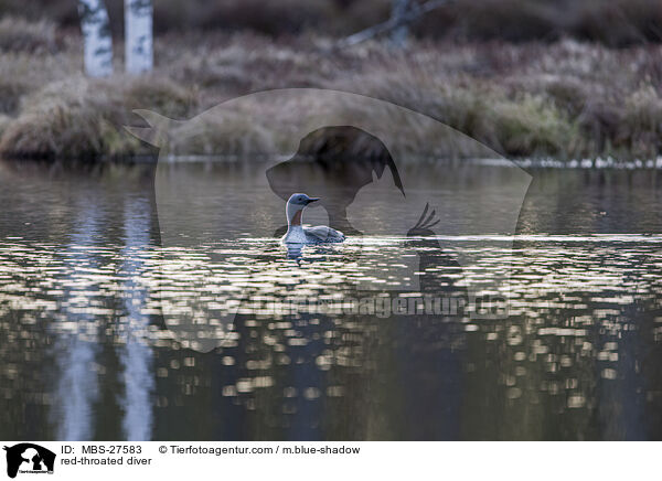 red-throated diver / MBS-27583