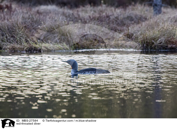 red-throated diver / MBS-27584