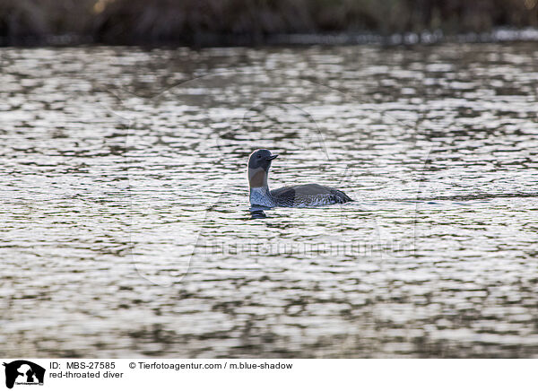 red-throated diver / MBS-27585