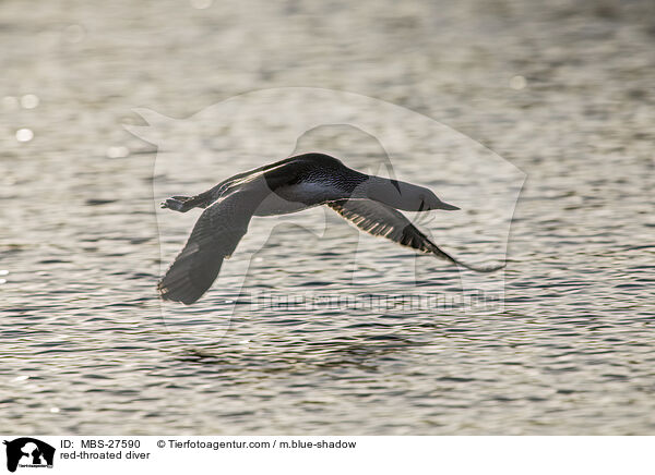 red-throated diver / MBS-27590
