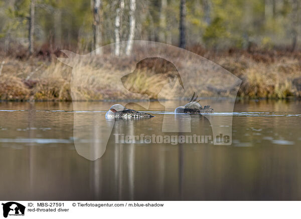 red-throated diver / MBS-27591