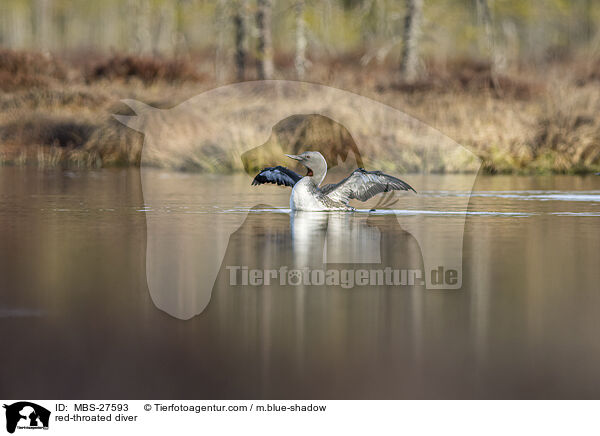 red-throated diver / MBS-27593