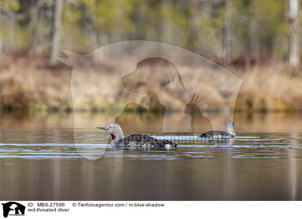 red-throated diver / MBS-27596