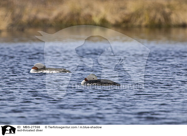 red-throated diver / MBS-27598
