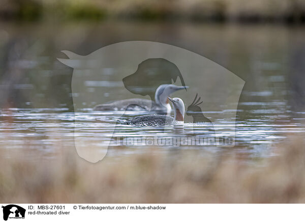 red-throated diver / MBS-27601