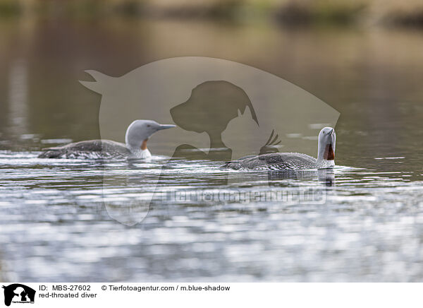 red-throated diver / MBS-27602