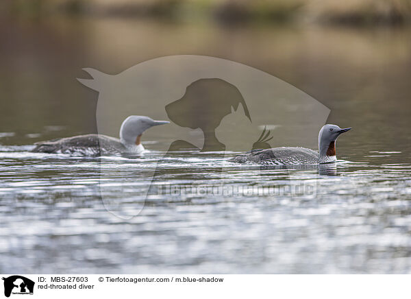 red-throated diver / MBS-27603