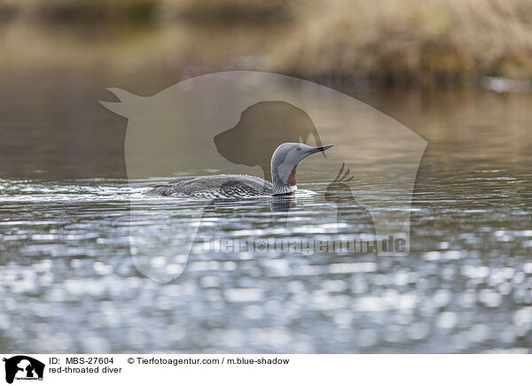 red-throated diver / MBS-27604