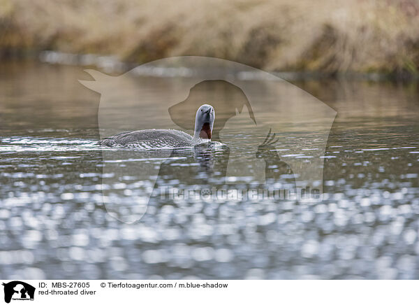 red-throated diver / MBS-27605