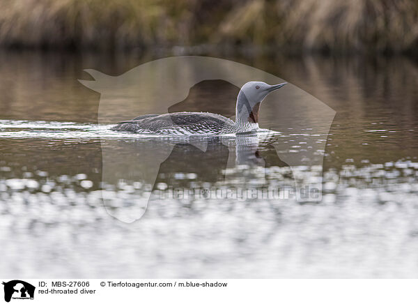 red-throated diver / MBS-27606
