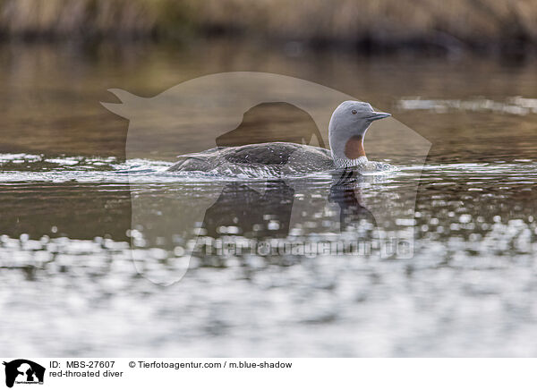 red-throated diver / MBS-27607
