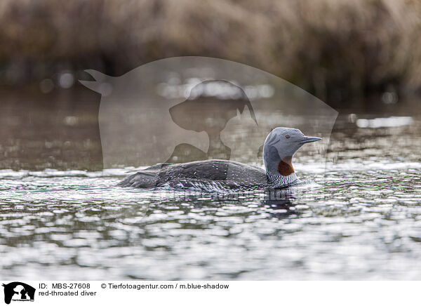 red-throated diver / MBS-27608