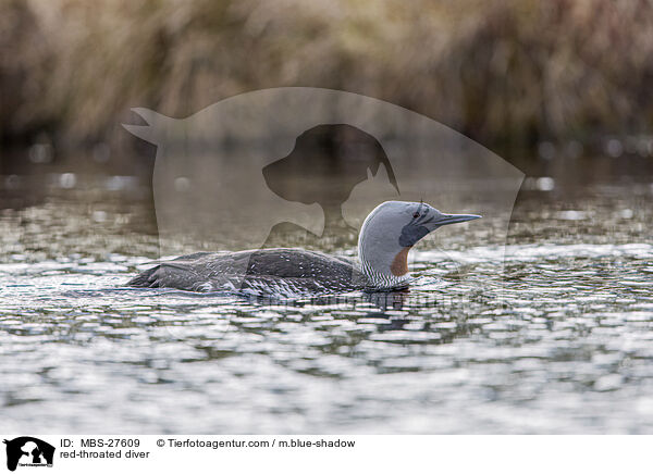 red-throated diver / MBS-27609