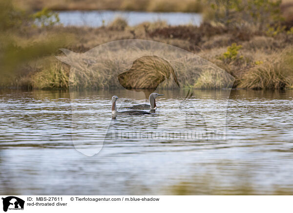 red-throated diver / MBS-27611