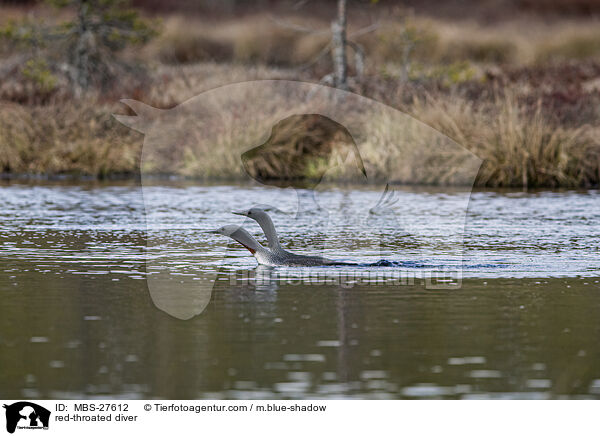 red-throated diver / MBS-27612